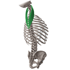 Splenius cervicis muscle (#6000)