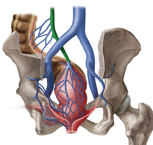 Inferior mesenteric vein (#10413)