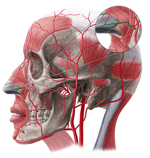 Lateral nasal branch of facial artery (#20512)