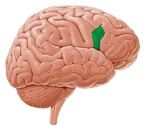 Opercular part of inferior frontal gyrus (#18630)