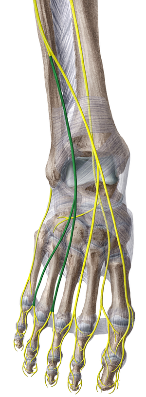 Intermediate dorsal cutaneous nerve of foot (#6373)