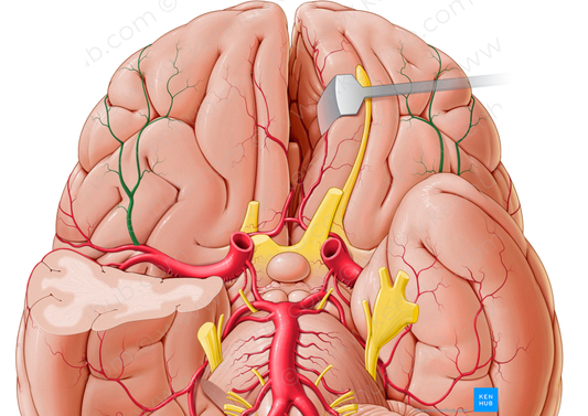 Lateral orbitofrontal artery (#1260)