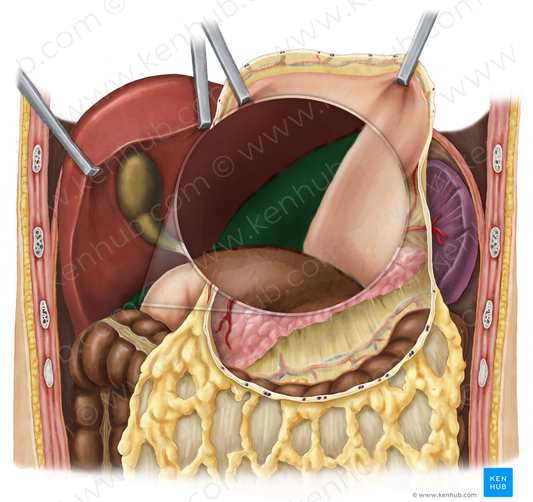 Right kidney (#8901)