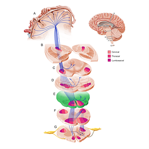 Superior medulla oblongata (#11216)