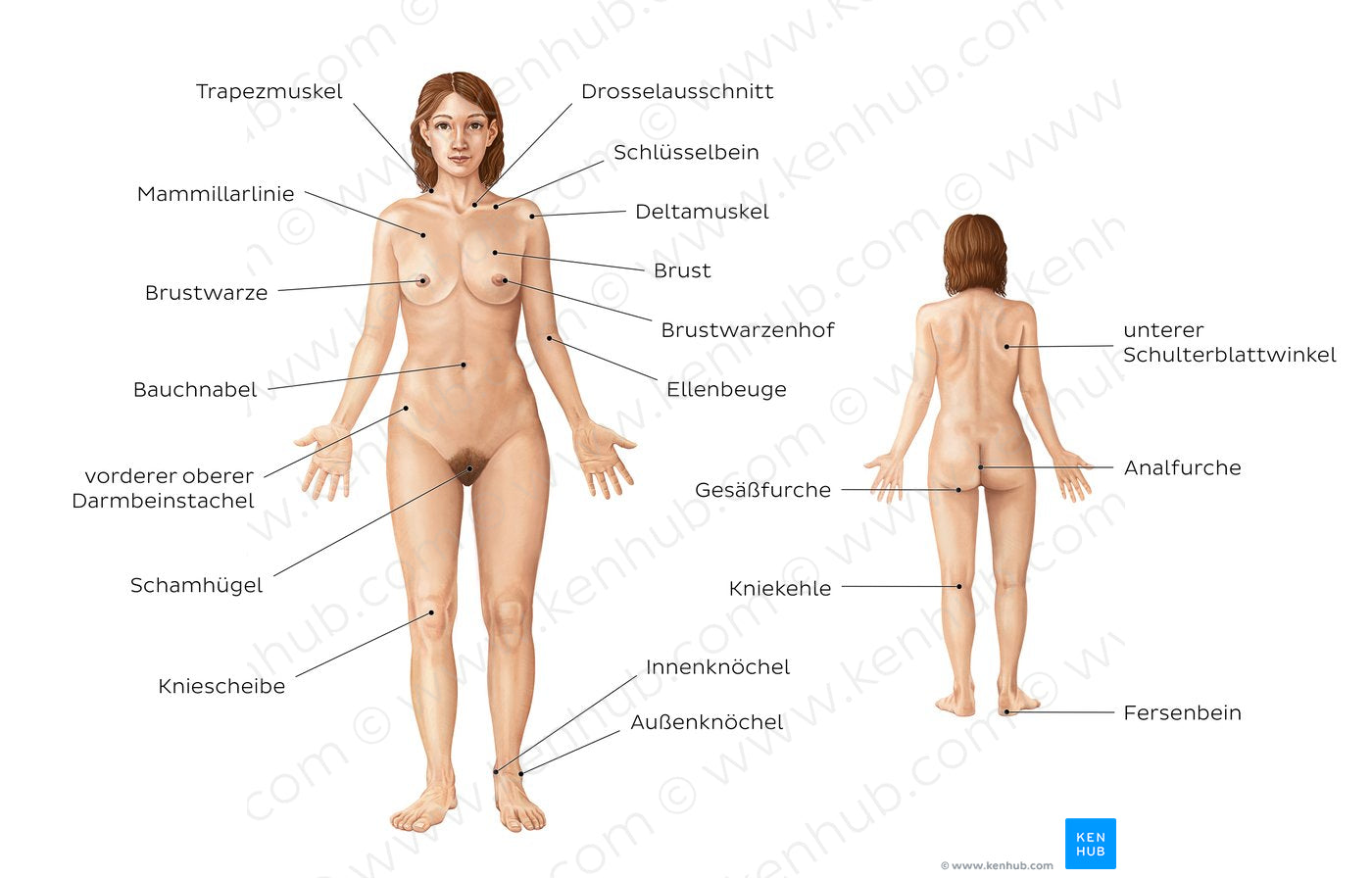 Female body surface anatomy (German)
