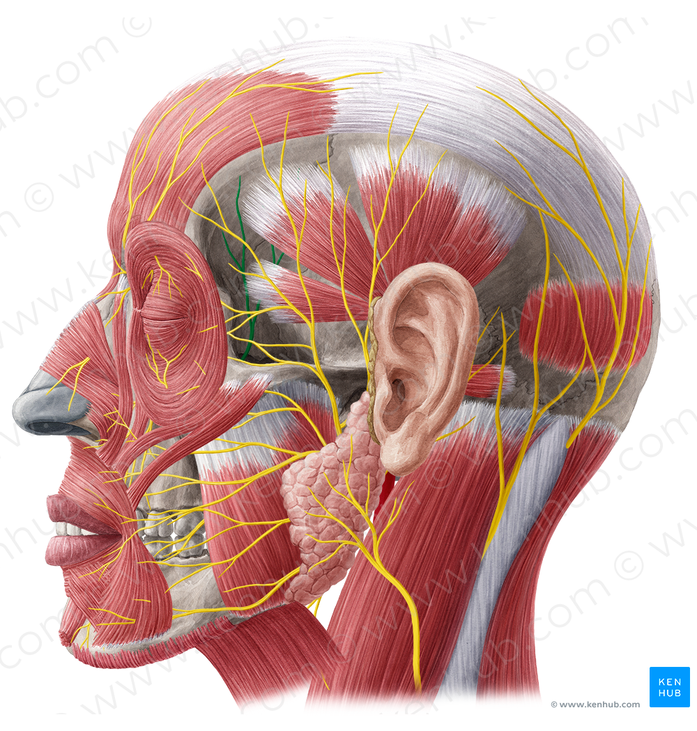 Zygomaticotemporal nerve (#6915)