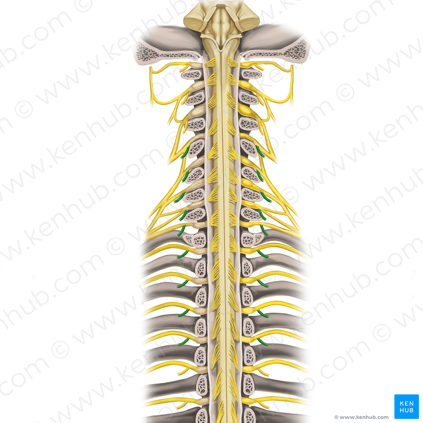 Posterior rami of spinal nerves C4-T4 (#16185)