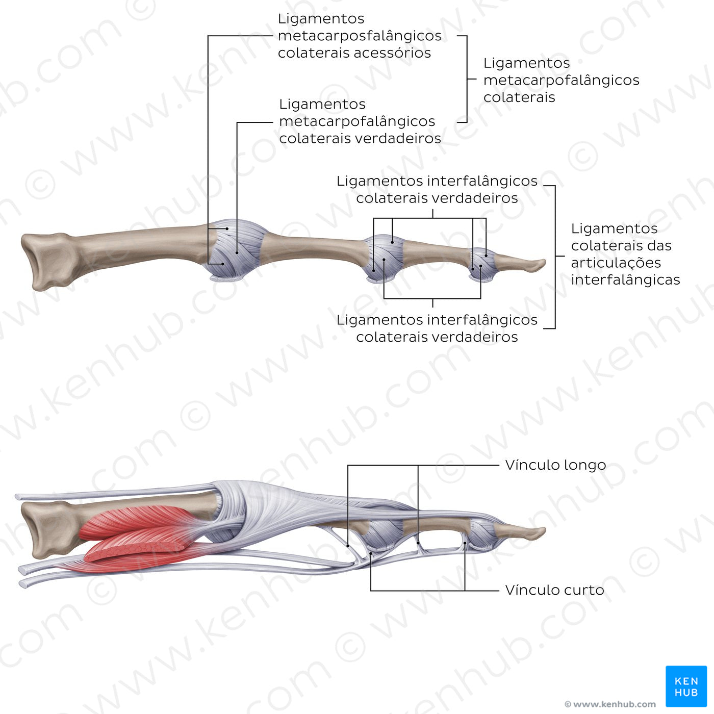 Ligaments of the metacarpals and phalanges: Lateral view (Portuguese)