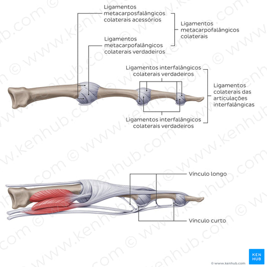 Ligaments of the metacarpals and phalanges: Lateral view (Portuguese)