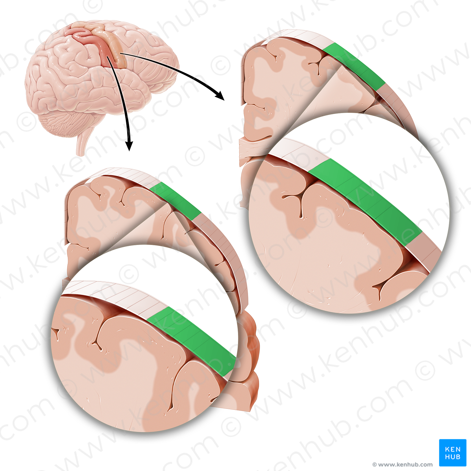 Sensory and motor cortex of hand (#21221)