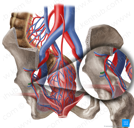 Inferior gluteal artery (#1315)