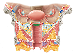 Cervix of uterus (#2581)