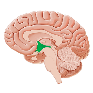 Hypothalamus (#21239)