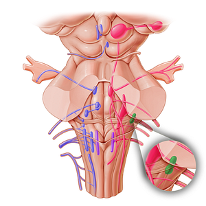 Cochlear nuclei (#16166)