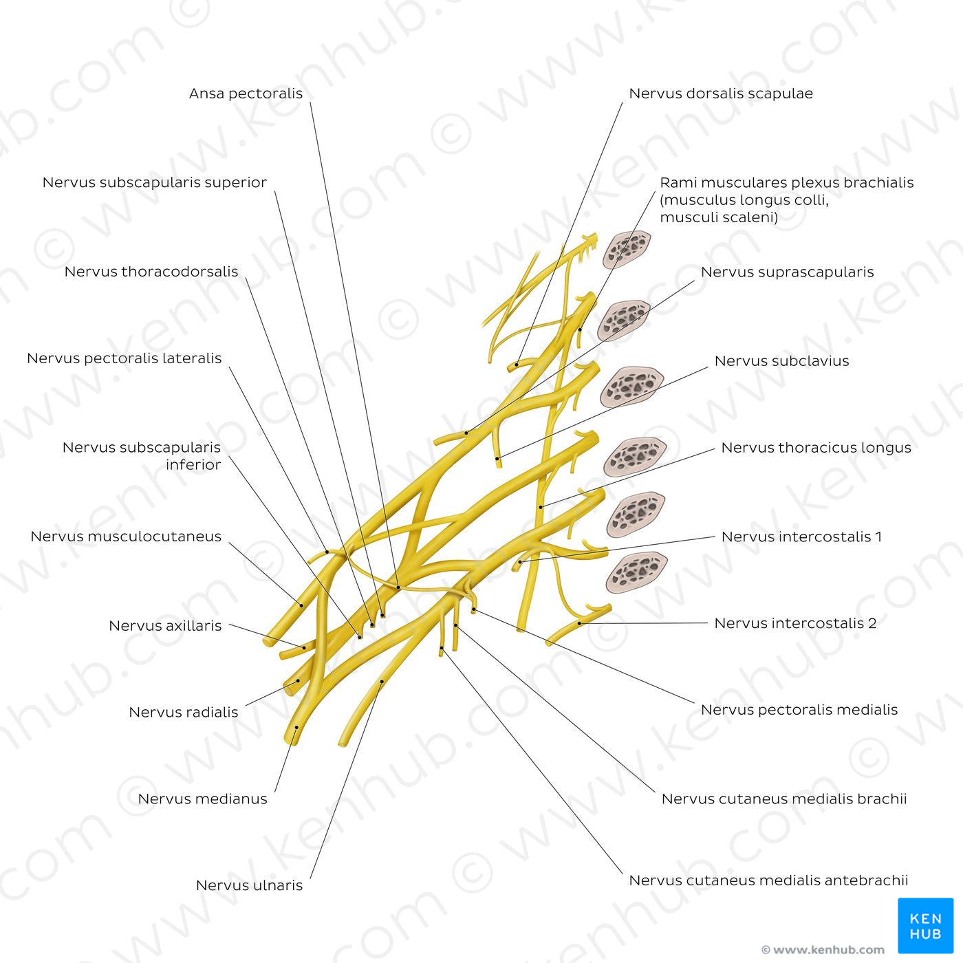 Brachial Plexus - Branches (Latin) – Kenhub Image License Store