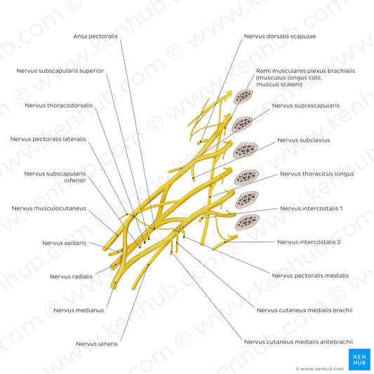 Brachial plexus - branches (Latin)