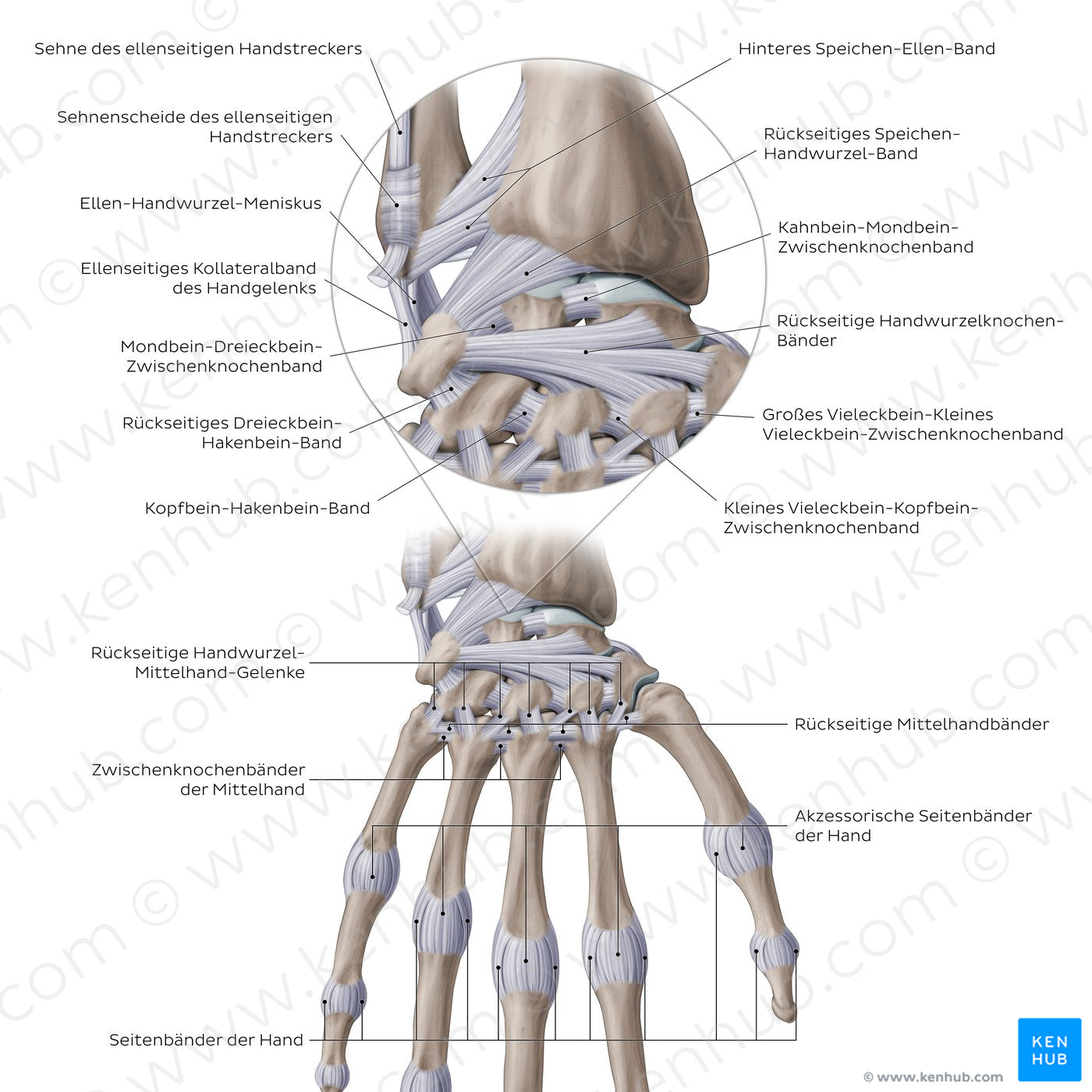 Ligaments of the wrist and hand: Dorsal view (German)