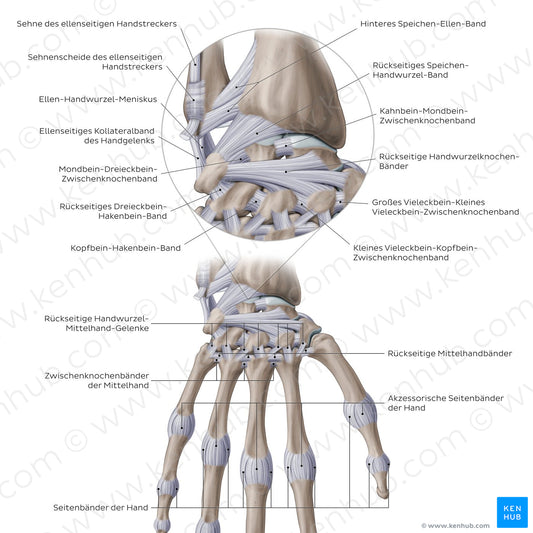 Ligaments of the wrist and hand: Dorsal view (German)