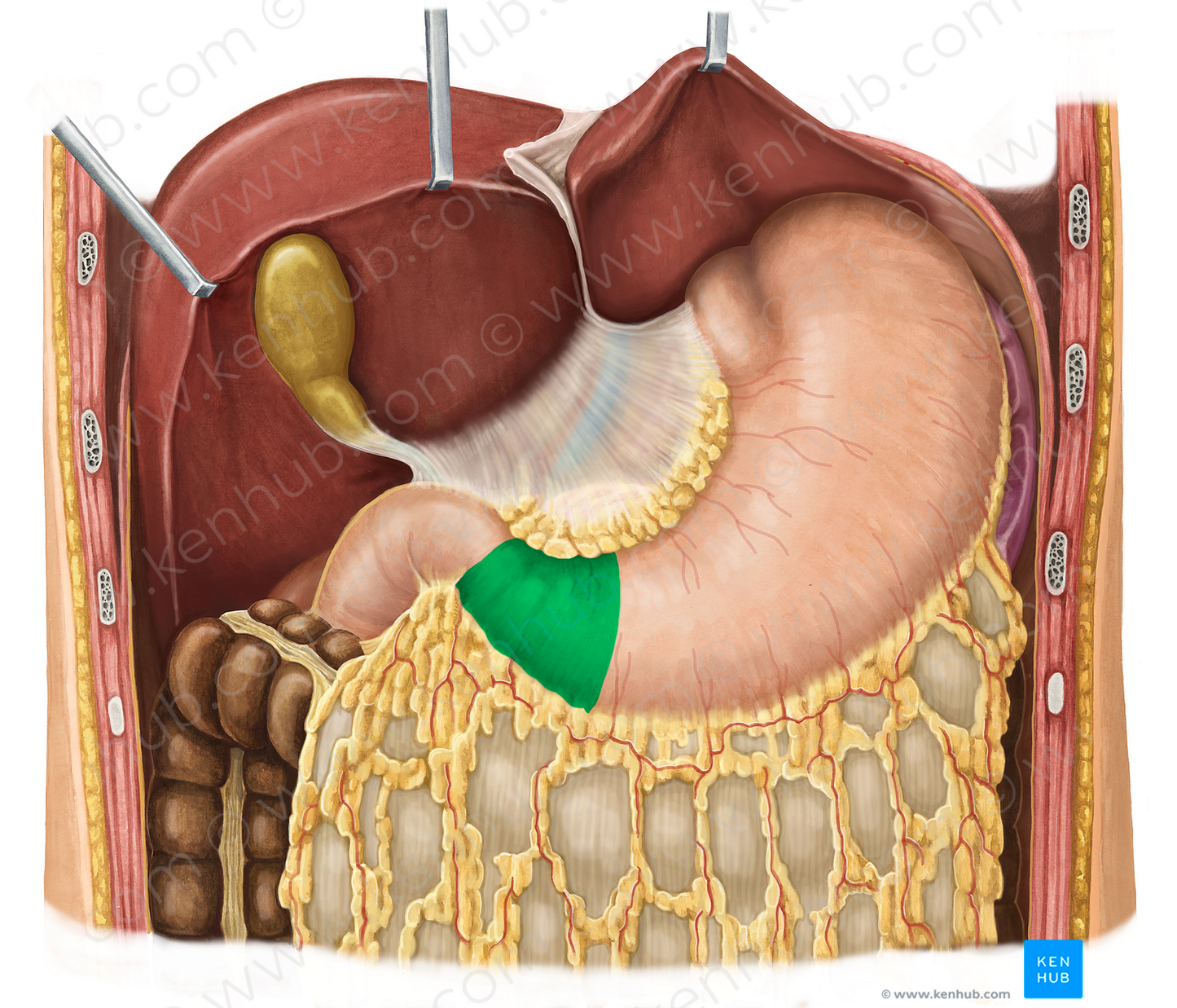 Pyloric part of stomach (#7770)