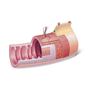 Juxtaintestinal lymph nodes (#21839)