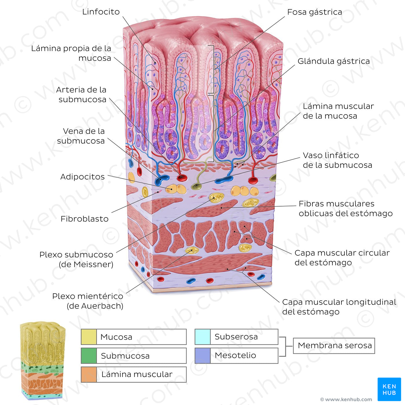 Stomach wall  (Spanish)