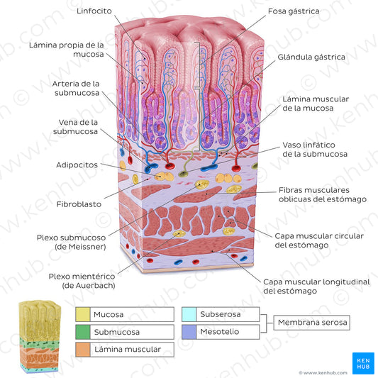 Stomach wall  (Spanish)