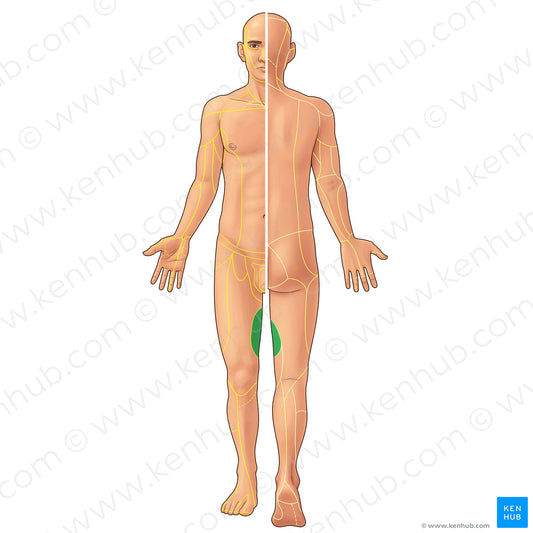 Obturator nerve (#21893)