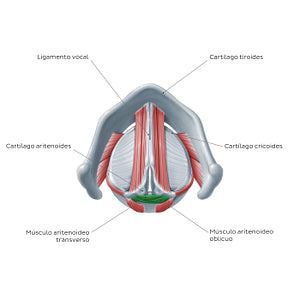 Larynx: action of transverse and oblique arytenoid muscles (Spanish)