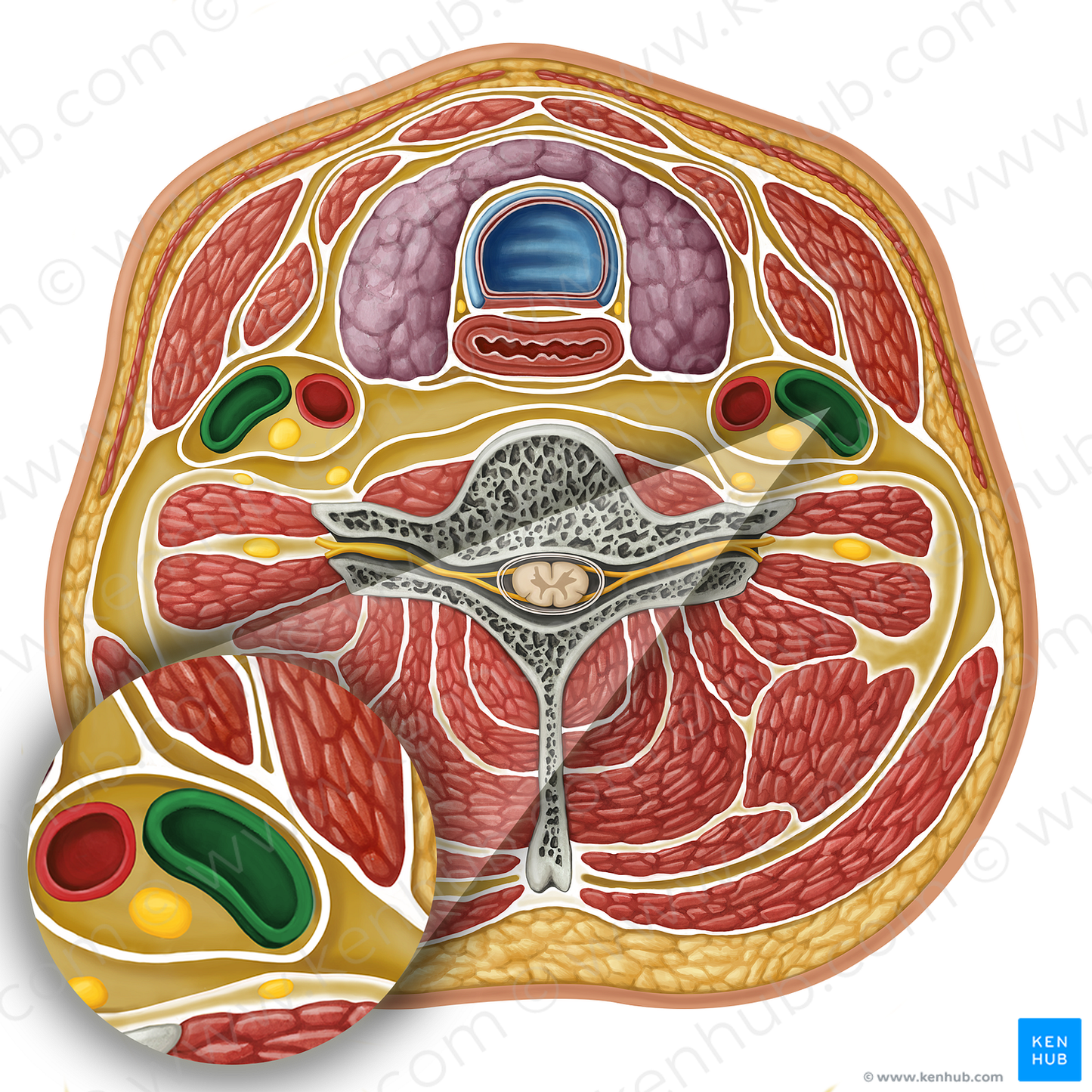 Internal jugular vein (#17299)
