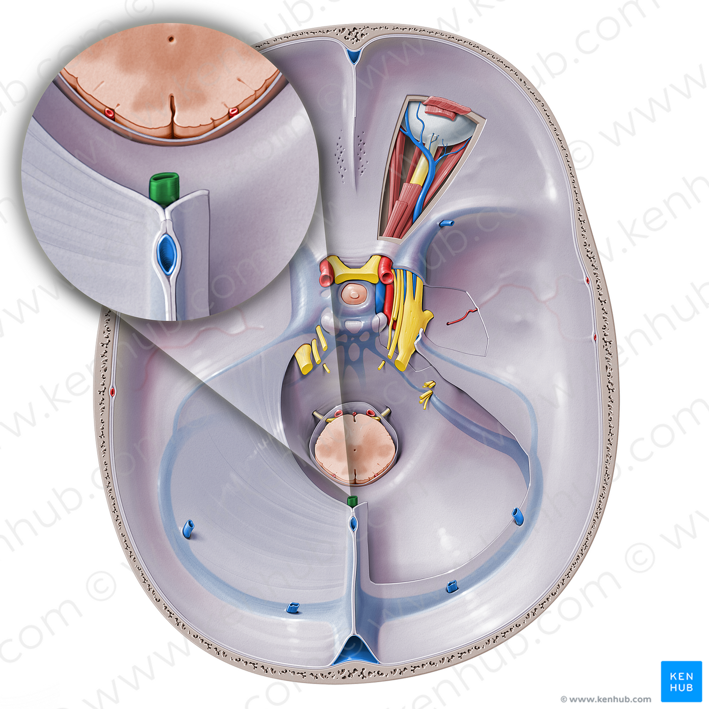 Great cerebral vein (#10390)