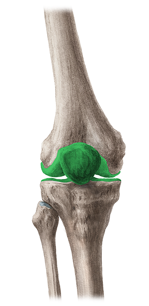 Knee joint (#285)