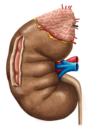 Suprarenal vein (#10619)