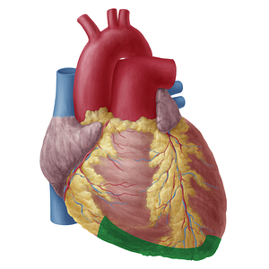 Inferior surface of heart (#19746)