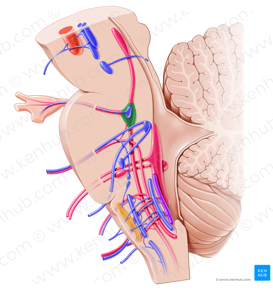 Principal sensory nucleus of trigeminal nerve (#7240)