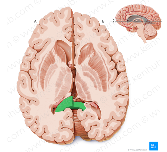 Splenium of corpus callosum (#9134)