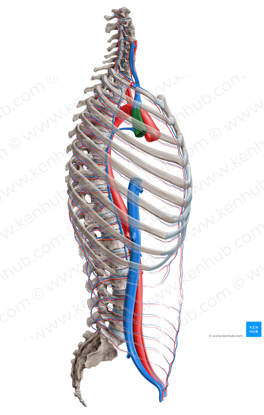 Superior vena cava (#16388)