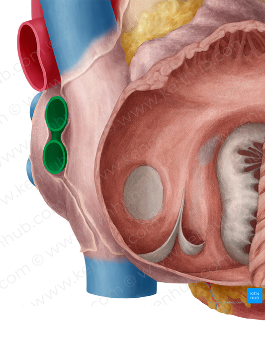 Right pulmonary veins (#10200)