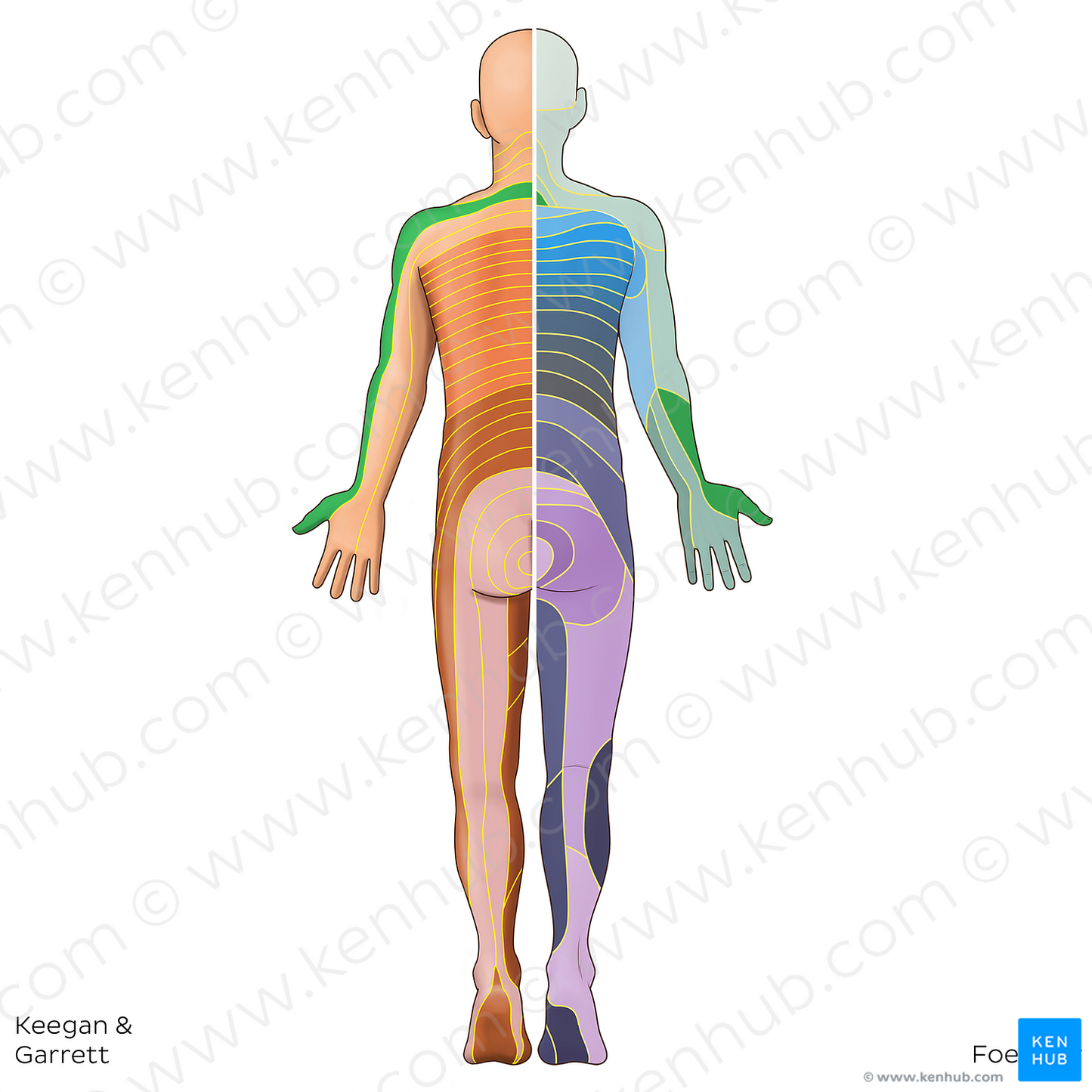 C6 dermatome (#20824)