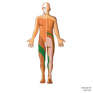 L3 dermatome (#20854)