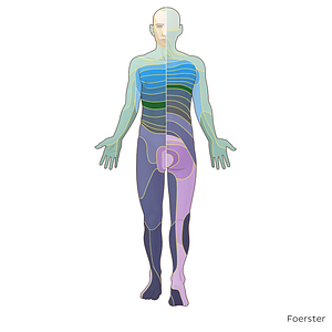 T8 dermatome (#20868)