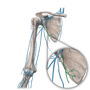 Thoracodorsal vein (#21655)