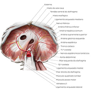 Abdominal surface of the diaphragm (Portuguese)