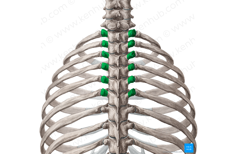 Transverse processes of vertebrae T1-T6 (#8337)