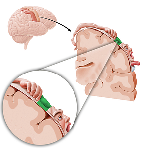 Motor cortex of thumb (#11086)