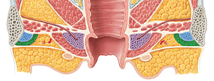 Ischiocavernosus muscle (female) (#5506)