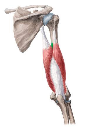 Medial head of triceps brachii muscle (#2415)