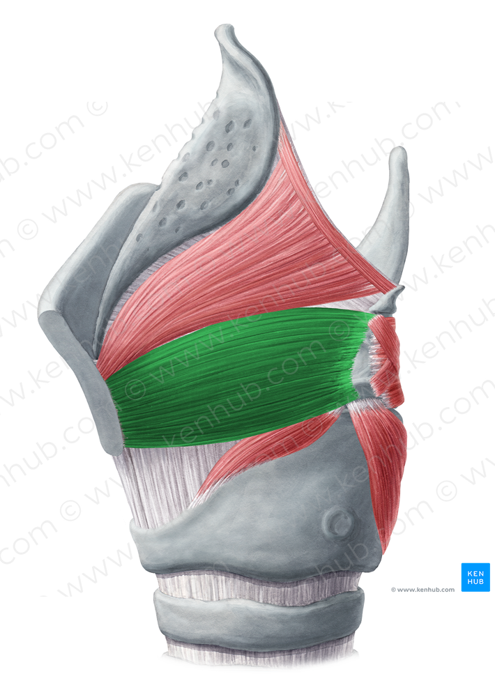 Thyroarytenoid muscle (#6091)