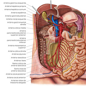 Arteries of the small intestine (Portuguese)