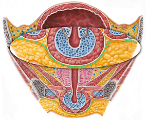 Superficial perineal fascia (#3584)