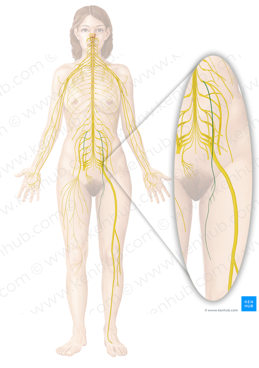 Obturator nerve (#6599)